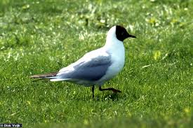Attēlu rezultāti vaicājumam “Larus ridibundus”