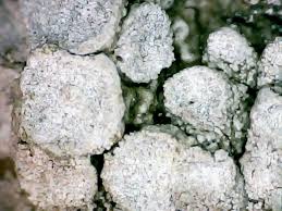 Attēlu rezultāti vaicājumam “Pertusaria albescens”