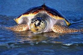 Image result for Caretta caretta