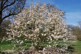 Attēlu rezultāti vaicājumam “Magnolia cylindrica flower”
