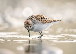 Attēlu rezultāti vaicājumam “Calidris minuta”