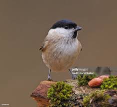 Attēlu rezultāti vaicājumam “Poecile palustris”
