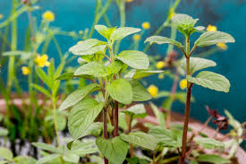 Attēlu rezultāti vaicājumam “Mentha aquatica leaf”