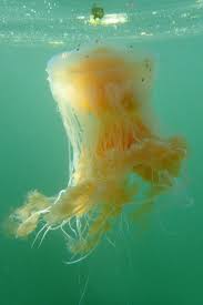 Image result for Phacellophora camtschatica