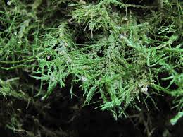 Attēlu rezultāti vaicājumam “Neckera complanata”