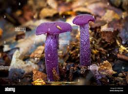 Attēlu rezultāti vaicājumam “Laccaria amethystina”