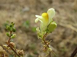 Attēlu rezultāti vaicājumam “Linaria vulgaris fruit”