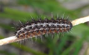 Attēlu rezultāti vaicājumam “Cribraria sp.”