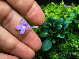 Image result for Sinningia