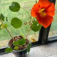 Image result for Tropaeolum majes