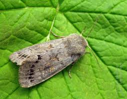 Attēlu rezultāti vaicājumam “Orthosia populeti”