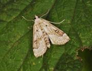 Attēlu rezultāti vaicājumam “Parapoynx stratiotata male”