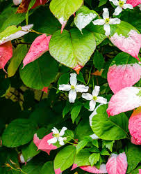 Attēlu rezultāti vaicājumam “Actinidia kolomikta”