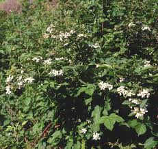 Attēlu rezultāti vaicājumam “Rubus nessensis”