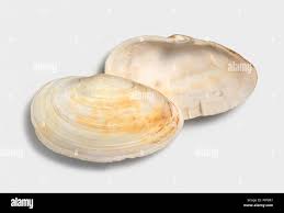 Attēlu rezultāti vaicājumam “Mya arenaria”