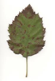 Attēlu rezultāti vaicājumam “Crataegus submollis”