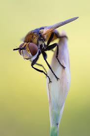 Attēlu rezultāti vaicājumam “Gymnosoma sp.”