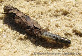 Attēlu rezultāti vaicājumam “Canephora hirsuta larva”