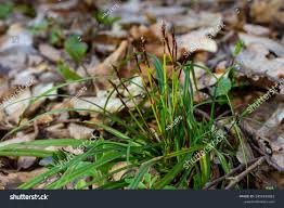 Attēlu rezultāti vaicājumam “Carex pilosa flower”