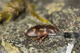 Attēlu rezultāti vaicājumam “Epuraea sp.”