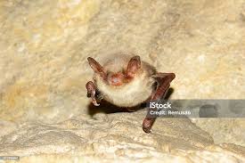 Attēlu rezultāti vaicājumam “Myotis daubentonii”