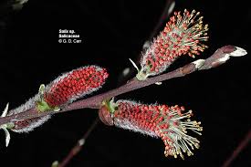 Attēlu rezultāti vaicājumam “Salix purpurea male flower”