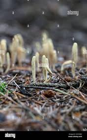 Attēlu rezultāti vaicājumam “Clavariadelphus ligula”