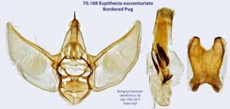 Attēlu rezultāti vaicājumam “Eupithecia icterata female”