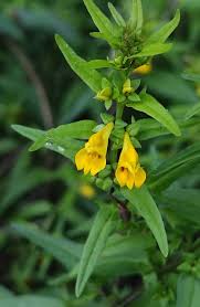 Attēlu rezultāti vaicājumam “Melampyrum sylvaticum”