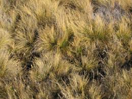 Attēlu rezultāti vaicājumam “Nardus stricta fruit”