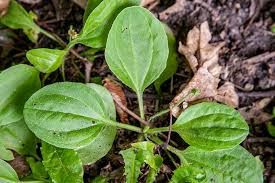 Attēlu rezultāti vaicājumam “Plantago major subsp. intermedia leaf”