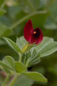 Image result for Lotus tetragonolobus