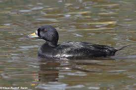 Attēlu rezultāti vaicājumam “Melanitta nigra”