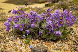 Image result for Pulsatilla