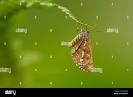 Attēlu rezultāti vaicājumam “Bupalus piniaria female”