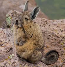 Image result for viscacha
