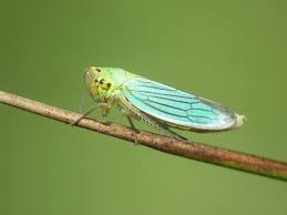 Attēlu rezultāti vaicājumam “Cicadella viridis female”