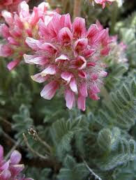 Image result for Anthyllis vulneraria rubra