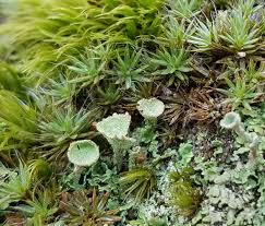 Attēlu rezultāti vaicājumam “Polytrichastrum pallidisetum macro”