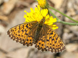 Attēlu rezultāti vaicājumam “Clossiana euphrosyne upperside”