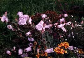 Image result for Campanula formanekiana