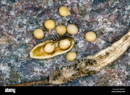 Attēlu rezultāti vaicājumam “Sinapis alba fruit”