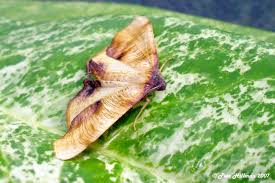 Attēlu rezultāti vaicājumam “Plagodis dolabraria”