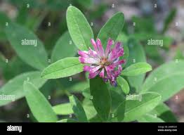 Attēlu rezultāti vaicājumam “Trifolium medium”