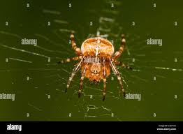 Attēlu rezultāti vaicājumam “Araneus diadematus juvenile”