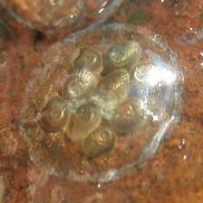 Attēlu rezultāti vaicājumam “Ancylus fluviatilis”