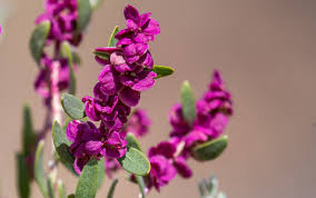 Attēlu rezultāti vaicājumam “Chenopodiaceae”