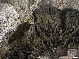 Attēlu rezultāti vaicājumam “Collema”