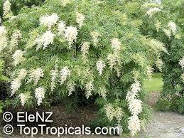 Attēlu rezultāti vaicājumam “Sorbaria sorbifolia”