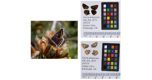 Attēlu rezultāti vaicājumam “Aricia artaxerxes  underside”